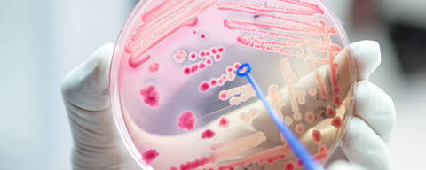 Feche a placa de mídia na mão de técnicos médicos trabalhando em cultura bacteriana e resistência a drogas de patógenos em laboratório.
( Foto: analysis121980 / adobe stock )