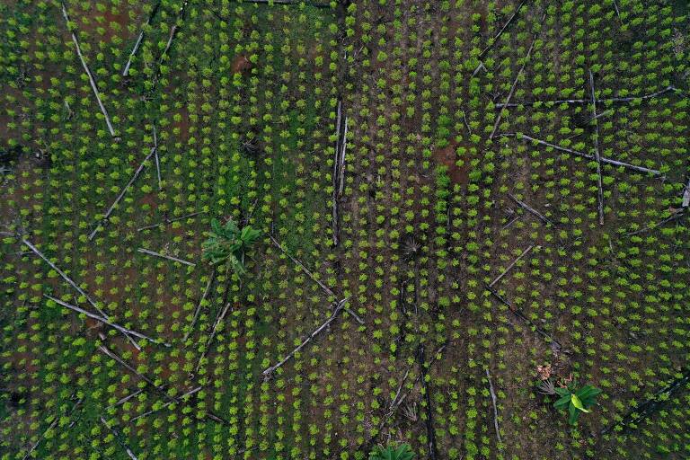 Plantação de coca vista de cima