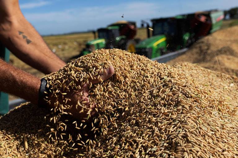 CNA questiona no STF importação de arroz autorizada pelo governo federal