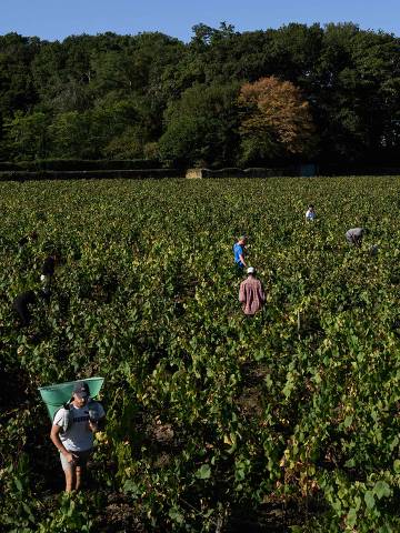 Workers harvest grapes in a muscadet vineyard, in Chateau-Thebaud, western France, on September 13, 2023. (Photo by LOIC VENANCE / AFP)