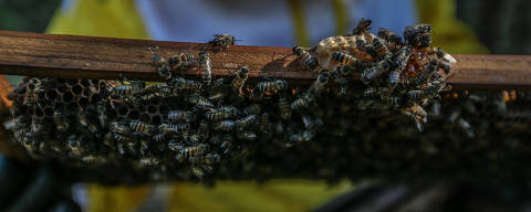 BRASILIA, DF,  25-09-2023 Morte abelhas. O apicultor JOse Arnildo Marquezin com suas caixas de abelha  (FOTO  Gabriela Biló /Folhapress)