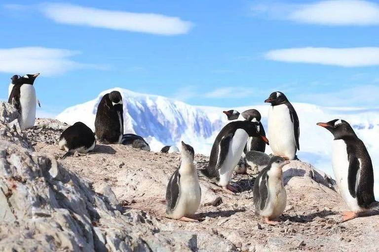 Pinguins em uma pedra