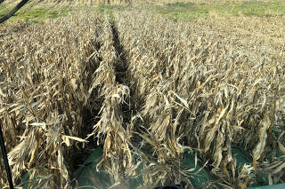 FILE PHOTO: Corn crops are seen being harvested from inside a farmer's combine in Eldon, Iowa