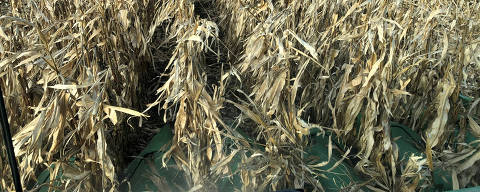 FILE PHOTO: Corn crops are seen being harvested from inside a farmer's combine in Eldon, Iowa U.S. October 5, 2019. REUTERS/Kia Johnson/File Photo ORG XMIT: FW1