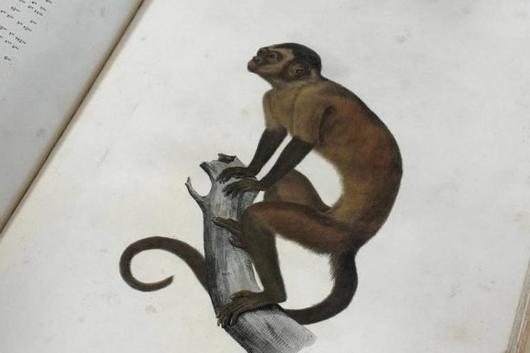 imagem de um macaco em cima de um tronco