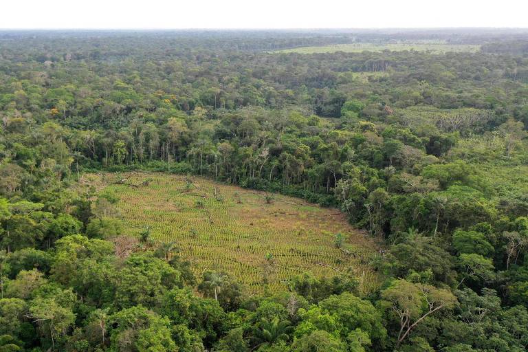 Clareira aberta por desmatamento no meio da floresta amazônica