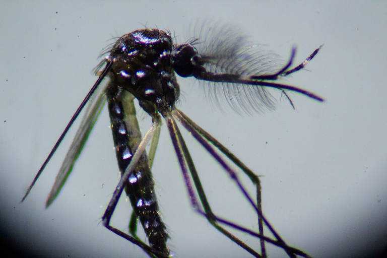 Em destaque, a foto ampliada de um mosquito Aedes aegypti. Ele é preto e tem listas brancas espalhadas pelo corpo.