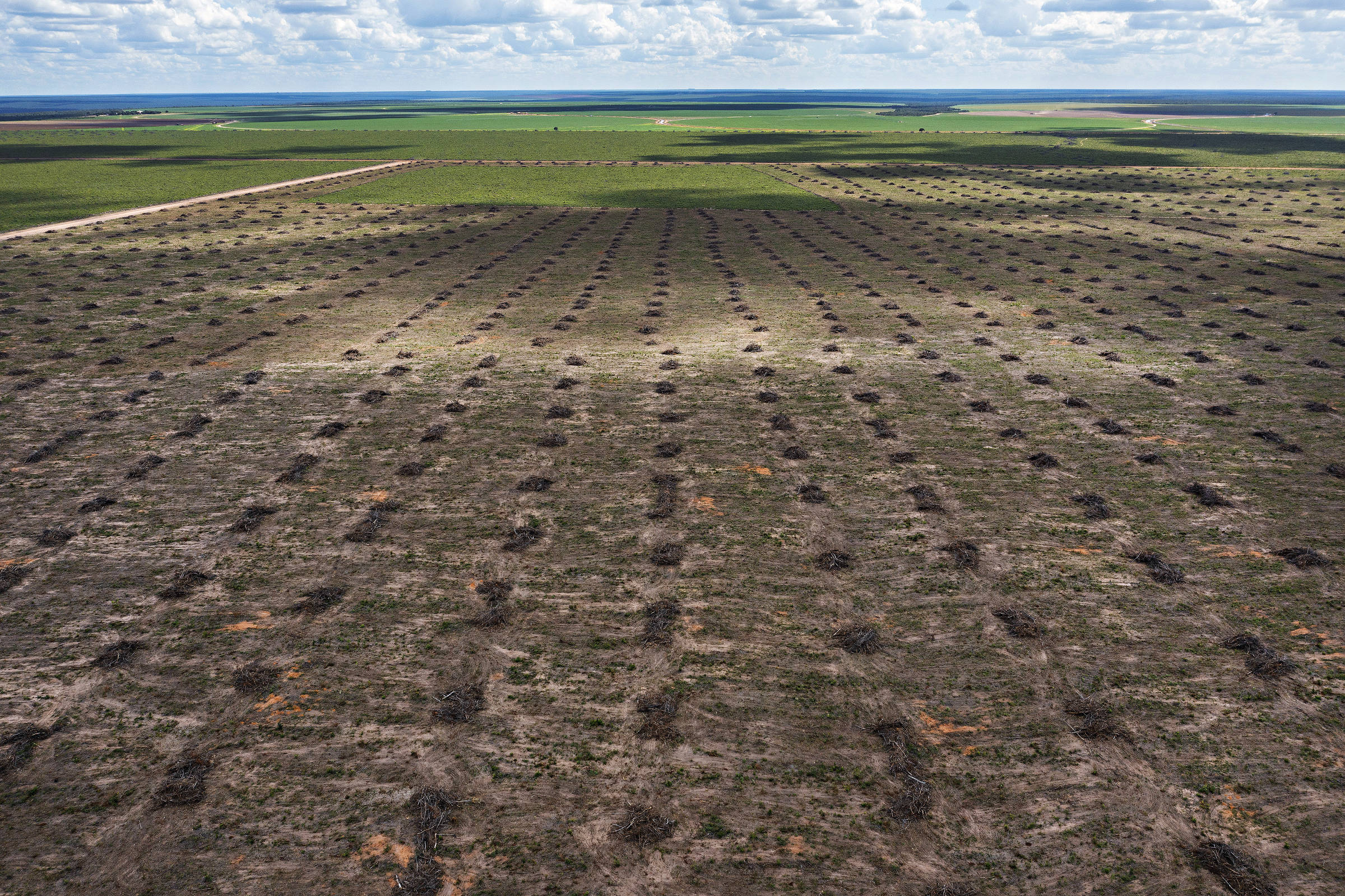 Vista aérea de região de cerrado desmatada coberta por fileiras de raízes empilhadas, conhecidas como leiras