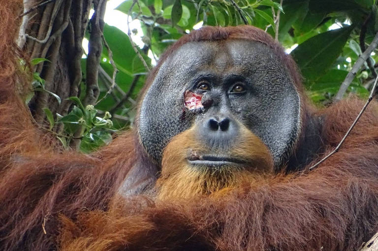Pesquisadores registram orangotango aparentemente tratando ferida com planta