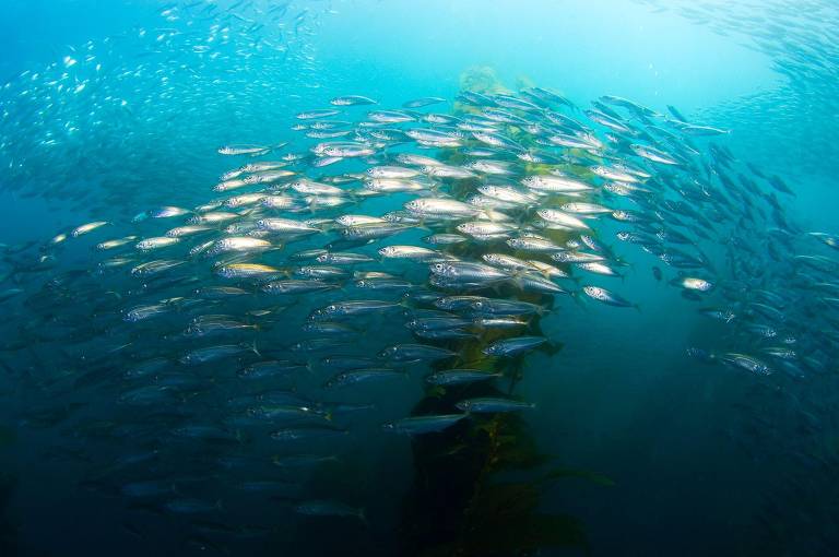 O misterioso mundo dos peixes que se comunicam por zumbidos e puns