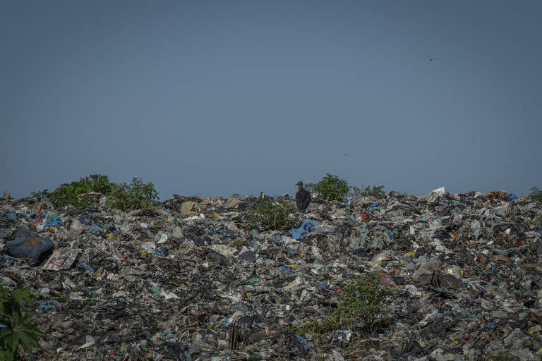 Foto mostra urubu que pousa em cima de restos de lixo