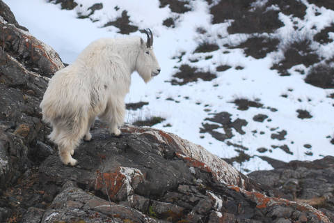 In an image provided by researchers, an adult male mountain goat in late winter, near Juneau Icefield, in Alaska. Scientists have long wondered if mountain goats instinctively shun, or can learn to avoid, avalanche-prone conditions. A new study in the journal Communications Biology shows that avalanches substantially affect the animals? populations. (Kevin White via The New York Times)  ? xxxxxx ORG XMIT: XNYT085 DIREITOS RESERVADOS. NÃO PUBLICAR SEM AUTORIZAÇÃO DO DETENTOR DOS DIREITOS AUTORAIS E DE IMAGEM