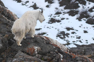 An adult male mountain goat in late winter, near Juneau Icefield, in Alaska. (Kevin White via The New York Times)