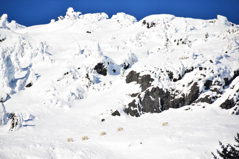 Cinco cabras-da-montanha atravessam região no Alasca