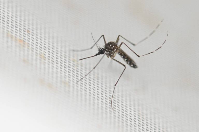 Casos confirmados de dengue no estado de SP ultrapassam 1 milhão; mortes chegam a 713