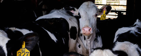 Dairy farmer Brent Pollard's cows stand in their pen at a cattle farm in Rockford, Illinois, U.S., April 9, 2024.  REUTERS/Jim Vondruska ORG XMIT: HFS-GGGROC100