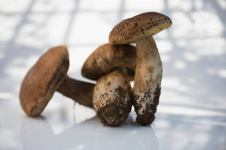 Porcini mushrooms with dirty stems
