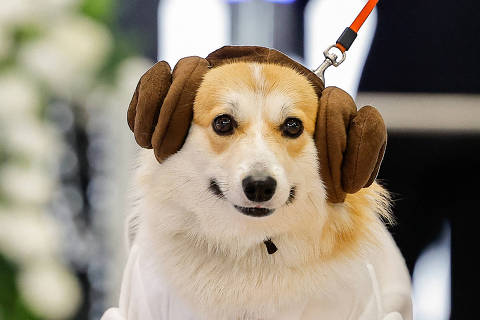 A Corgi dog takes part in a costume parade during a Star Wars themed event in Moscow, Russia April 28, 2024.  REUTERS/Evgenia Novozhenina ORG XMIT: PPP-ESN