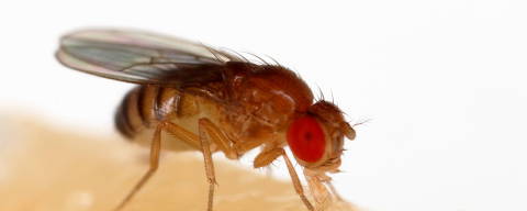 Drosophila melanogaster, também conhecida como mosca-da-fruta, alimentando-se