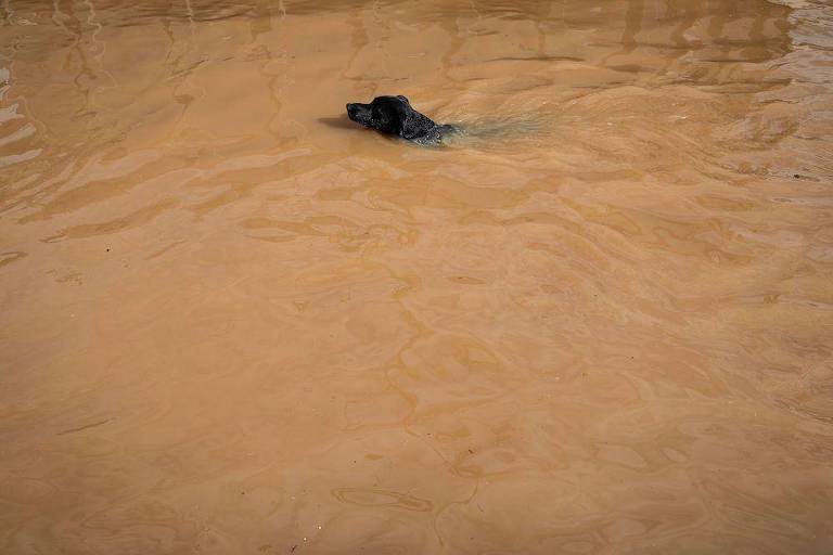 Cão enfrenta as águas da enchente em Porto Alegre no domingo (5)
