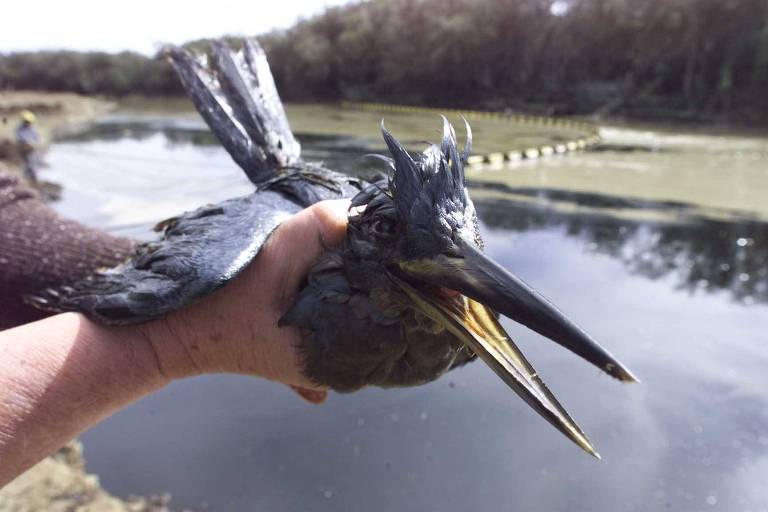 Pássaro coberto de óleo preto é segurado por duas mãos