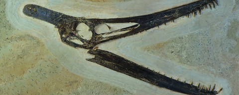 Crânio de pterossauro Ludodactylus, com preservação excepcional