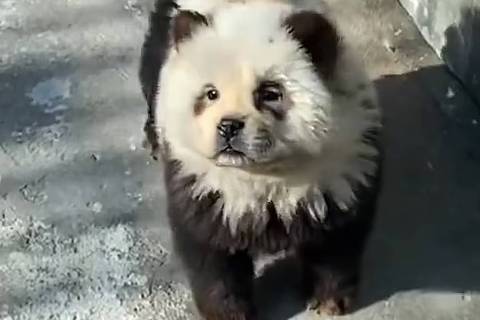 cão da raça chow-chow é tingido para parecer urso panda