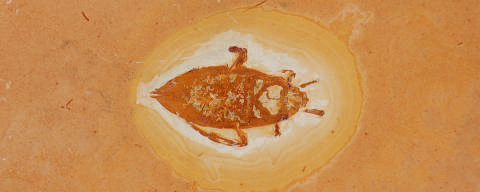 Fóssil de Blatoidea (barata)