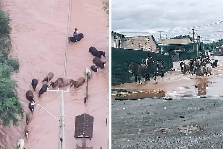 Cavalos são resgatados de enchente
