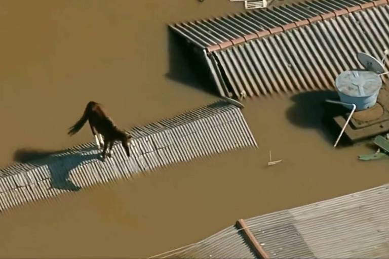 Cavalo fica ilhado em telhado em meio a inundação em cidade do RS