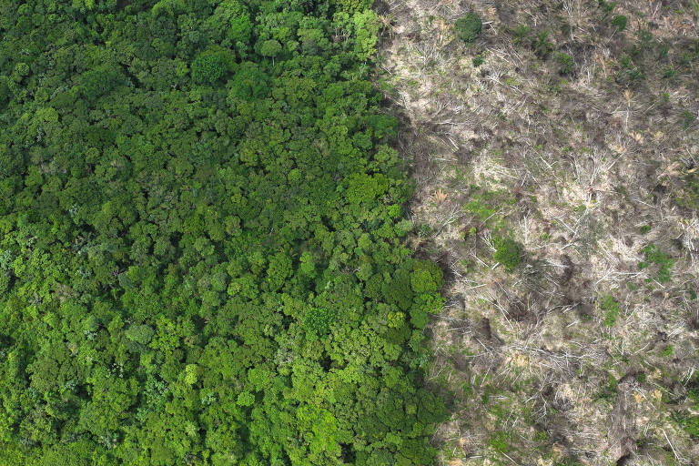 Desmatamento na amazônia cai 22% em 2023, menor patamar desde 2018