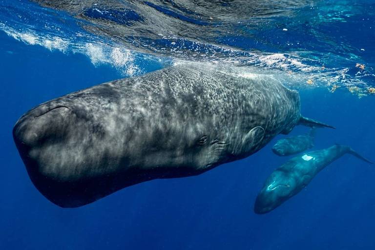 'Conversas' entre baleias podem ter semelhanças com a linguagem dos humanos