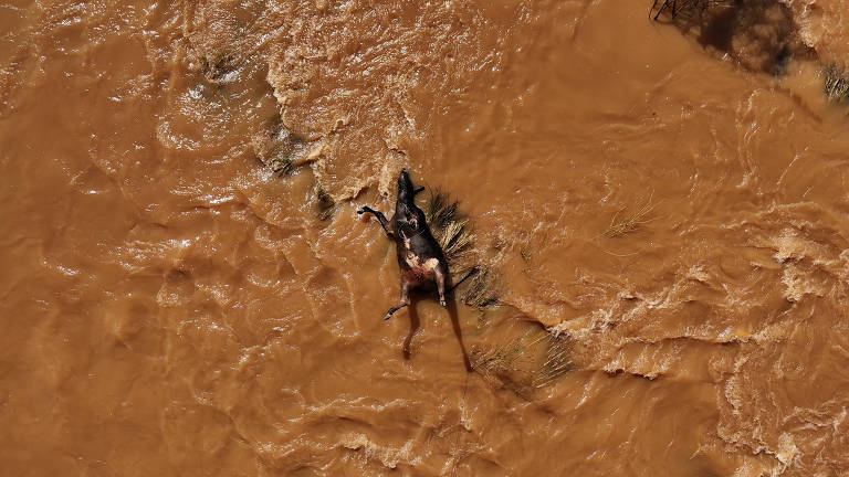 Vista de drone mostra gado morto em área alagada em Eldorado do Sul