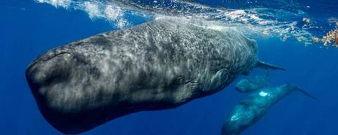 Sperm whales are animals with the largest brains to have ever existed on the planet. The contrast between the apparent simplicity of their communication system and the range of complex coordinated behaviours it enables has presented a fundamental mystery to researchers in the field.