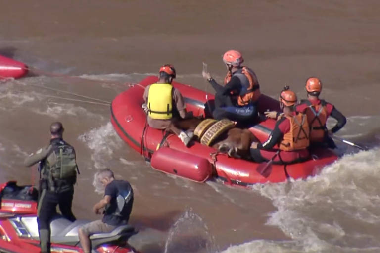 Égua ilhada é resgata no Rio Grande do Sul