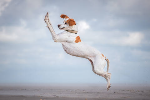 EMBARGADO ATÉ DIA 11 DE MAIO - EXCLUSIVO F5


The Comedy Pet Photography Awards 2024
Vera Faupel
Fritzlar
Germany
Title: Dancing queen
Description: What can I say. This dog loves to jump!
Animal: Pepper, pointer dog
Location of shot: Germany