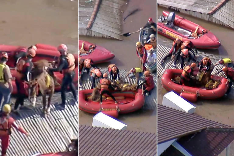 Resgate de cavalo atendeu clamor da população, diz bombeiro que participou do salvamento