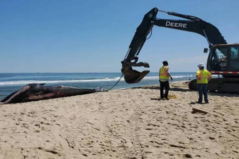 Em foto colorida, uma baleia morta é carregada por uma máquina