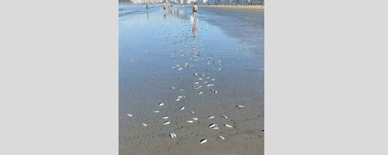 Centenas de peixes aparecem mortos em praia de Santos (SP)