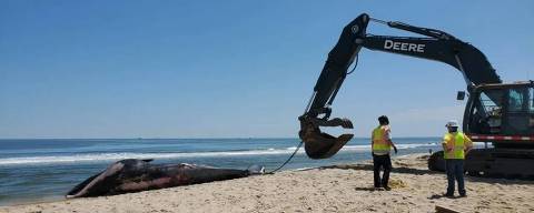 A baleia-sardinheira que foi descoberta na proa de um navio de cruzeiro que chegou a Nova Iorque 