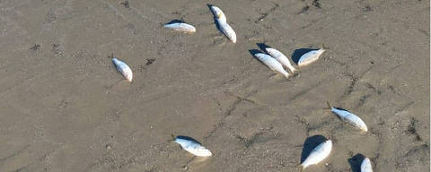 Santos, 08.05.2024, Centenas de peixes aparecem mortos em praias de Santos (SP) 
( Foto: Wilson Moreira/Leitor - 8.mai.2024 ) DIREITOS RESERVADOS. NÃO PUBLICAR SEM AUTORIZAÇÃO DO DETENTOR DOS DIREITOS AUTORAIS E DE IMAGEM