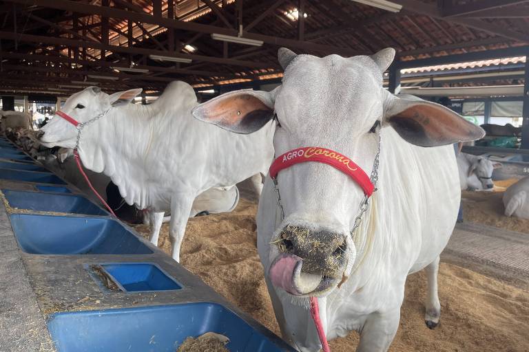 Imagem mostra gado exposto na Expozebu, organizado pela ABCZ (Associação Brasileira dos Criadores de Zebu), em Uberaba, no Triângulo Mineiro