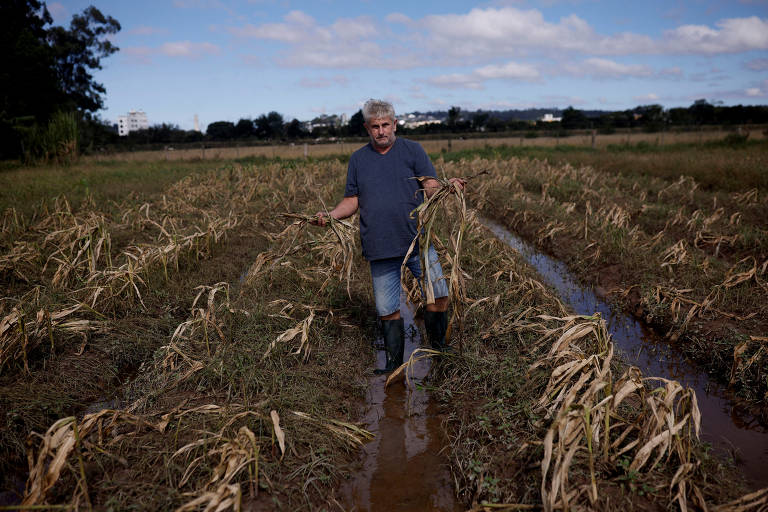 homem segurando um pé de milho em uma plantação inundada