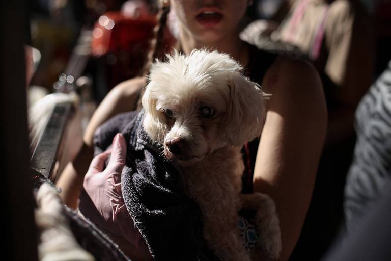 Encontrar abrigo para animais resgatados vira desafio em Porto Alegre