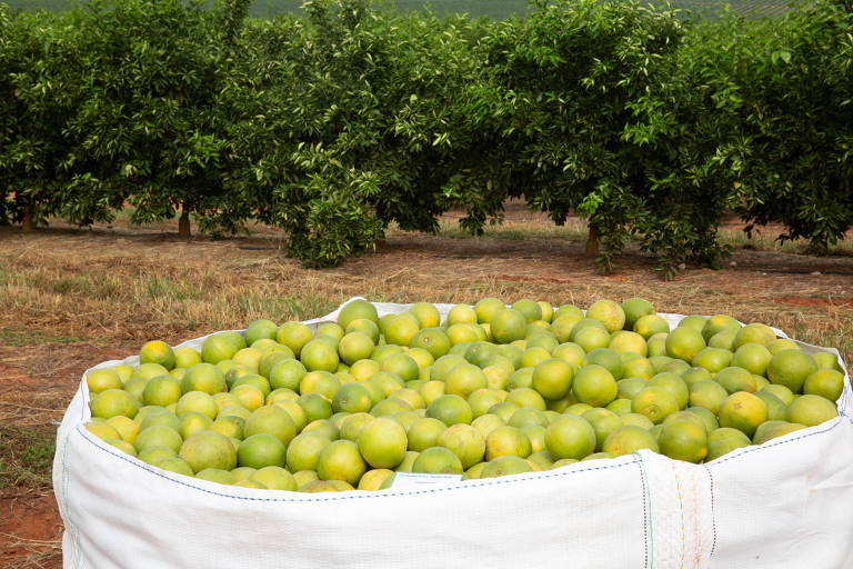 Imagem mostra pomar de laranja na fazenda Entre Rios, da Citrosuco, em Boa Esperança do Sul (SP)