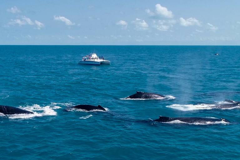 Observação de baleias em embarcação da Natura Ecoturismo