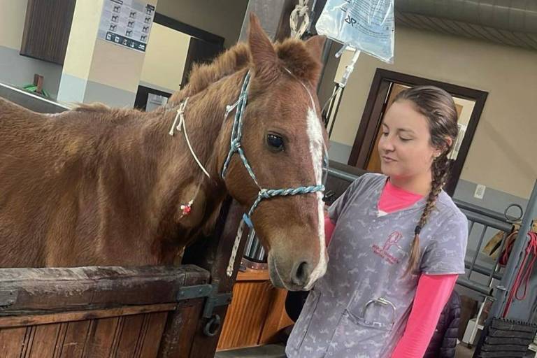 Cavalo Caramelo tem quadro estável após resgate e recebe tratamento para desidratação