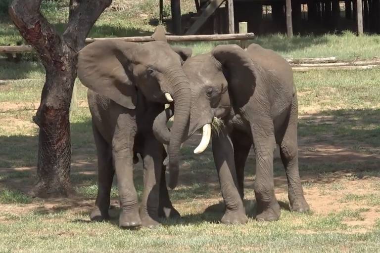Elefantes mexem as orelhas, urinam e se tocam ao se cumprimentar