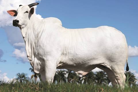 Donna Fiv Ciav, vaca que teve um terço de seus direitos comercializado por R$ 5,16 milhões em leilão vinculado à Expozebu, em Uberaba (MG)