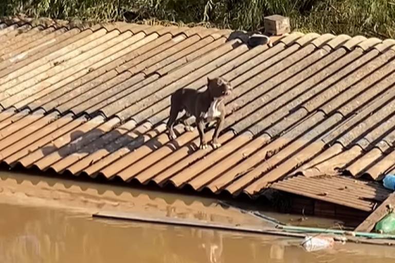 Cachorro em telhado de casa; o entorno está inundado